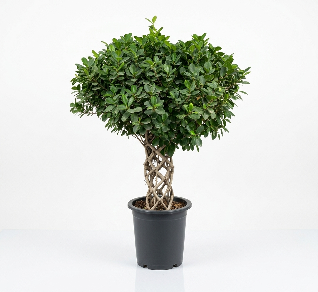 Ficus Panda Ficus Panda (Cage stem)