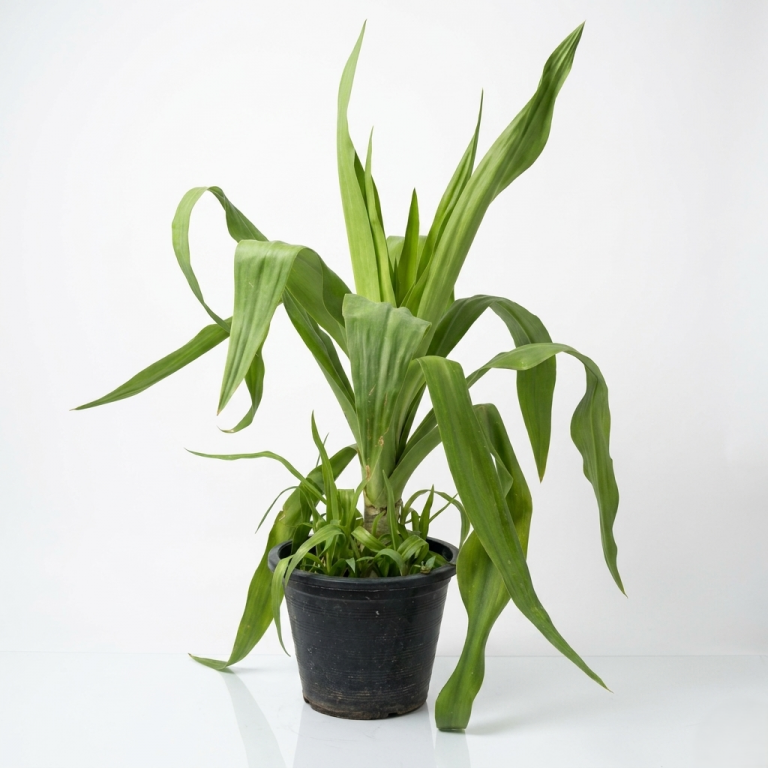 Crinum asiaticum