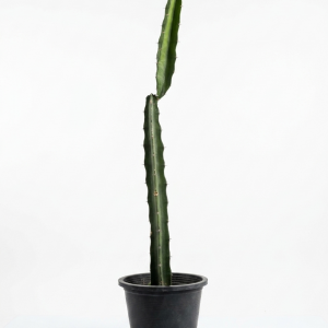 Euphorbia lactea cactus