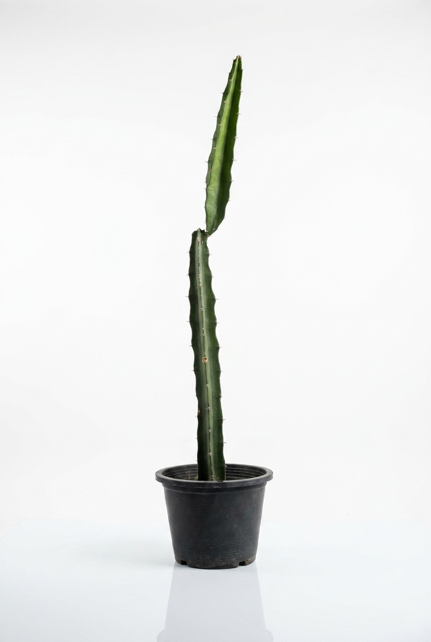 Euphorbia lactea Euphorbia lactea cactus