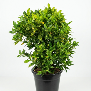 Croton Gold Dust