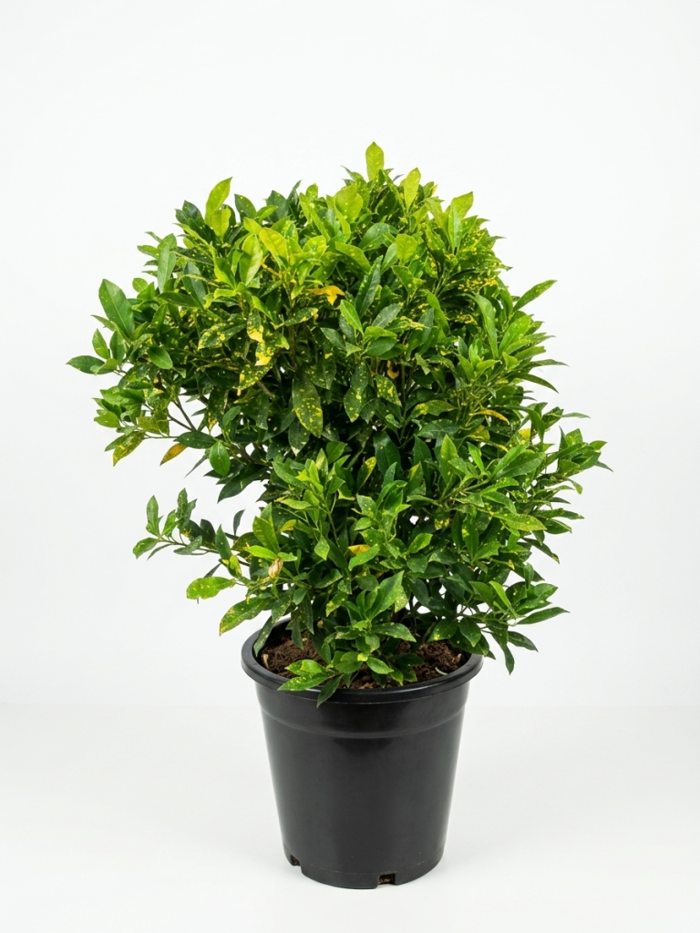 Croton Gold Dust
