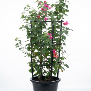 Bougainvillea
