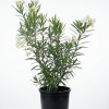 Nerium Oleander