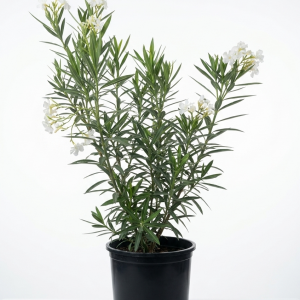 Nerium Oleander