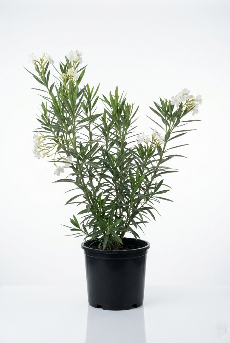 Nerium Oleander