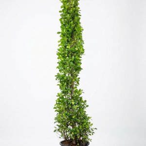 Ficus Panda (Cone Shape)