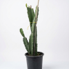 Euphorbia lactea cactus