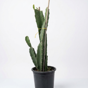 Euphorbia lactea cactus