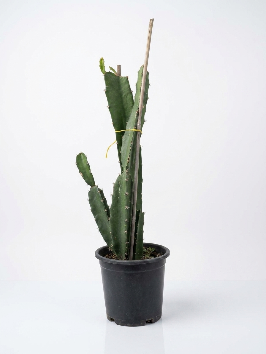 Euphorbia lactea Euphorbia lactea cactus
