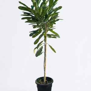 Plumeria obtusa (Frangipani)