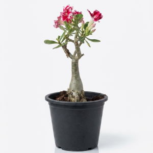 Desert Rose Adenium obesum