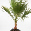 Washingtonia robusta palm