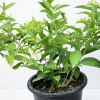 Night Queen Plant