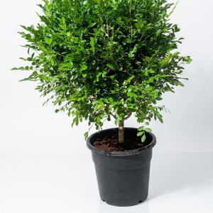 Murraya paniculata Thai Jasmine
