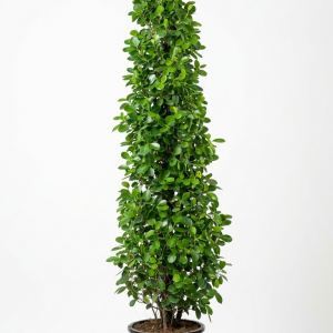 Ficus Panda (Cone Shape)