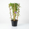 Ipomoea cairica