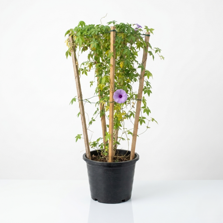 Ipomoea cairica