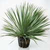 Yucca rostrata