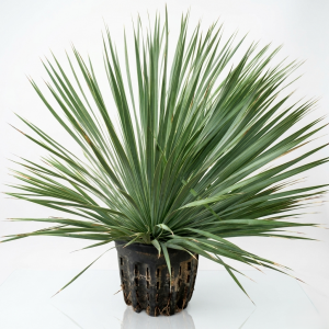 Yucca rostrata