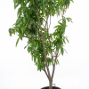 Mangifera indica Mango tree