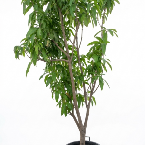 Mangifera indica Mango tree
