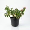 Lantana plant