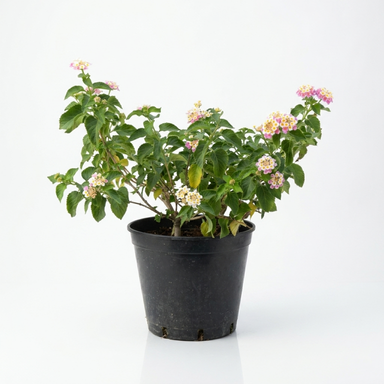 Lantana plant