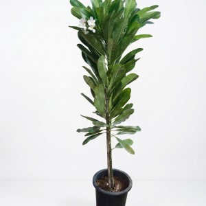 Plumeria obtusa (Frangipani)
