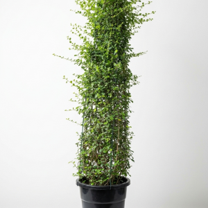 Ehretia microphylla cone shape