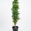 Radermachera China doll plant