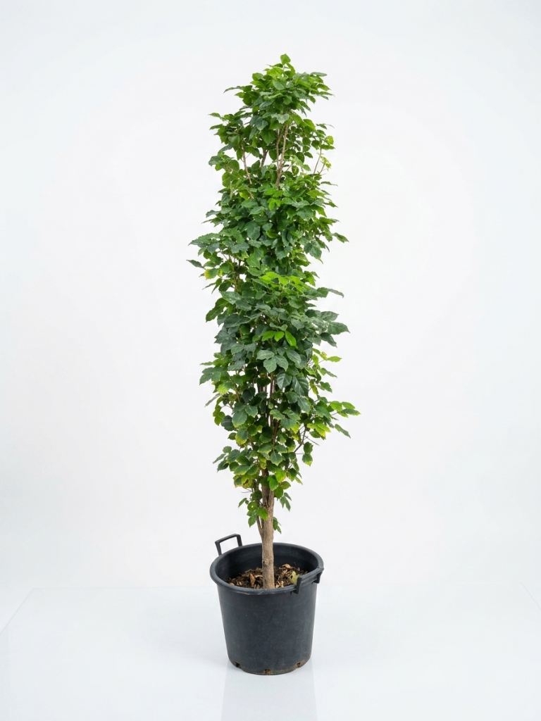 Radermachera China doll plant