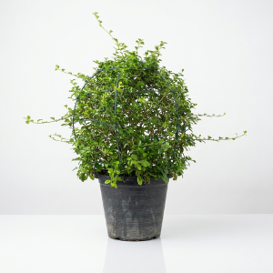 Ehretia microphylla ball shape