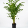 Chrysalidocarpus lutescens Areca Palm