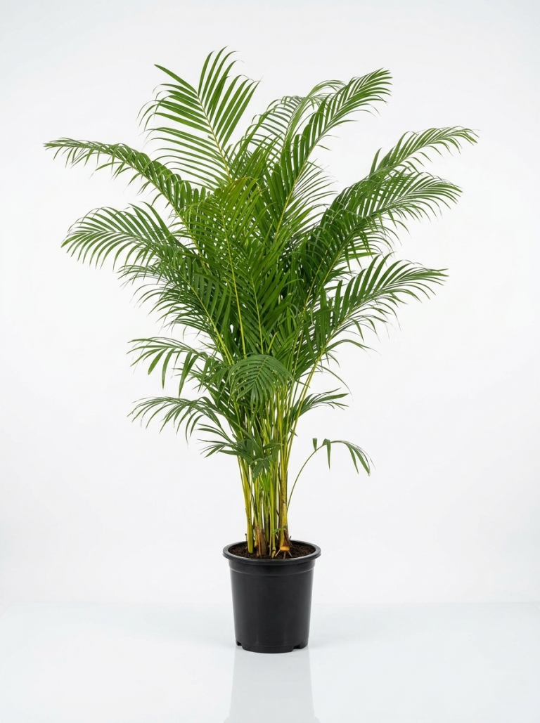 Chrysalidocarpus lutescens Areca Palm