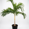 Veitchia merrillii palm