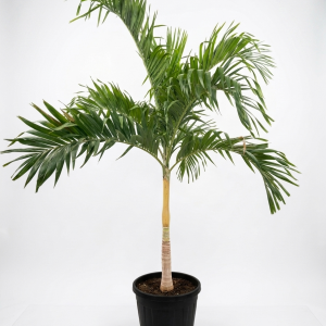 Veitchia merrillii palm