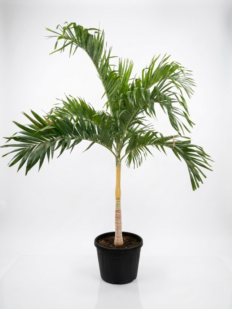Veitchia merrillii palm