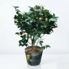 Camellia japonica