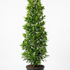 Ficus Panda (Cone Shape)