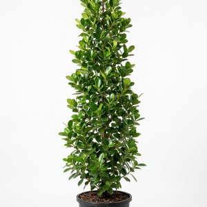 Ficus Panda (Cone Shape)