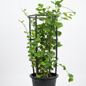 Jasminum sambac Arabian Jasmine