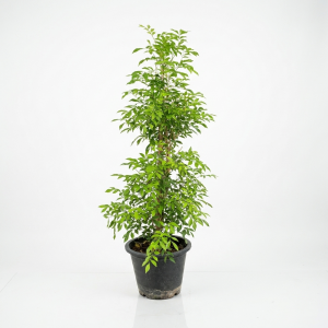 Murraya paniculata Thai Jasmine