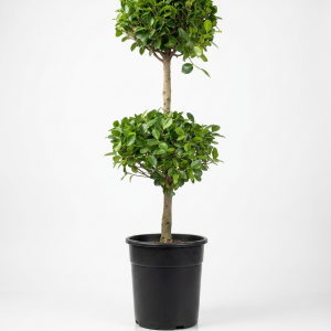 Ficus Panda (Two Head)