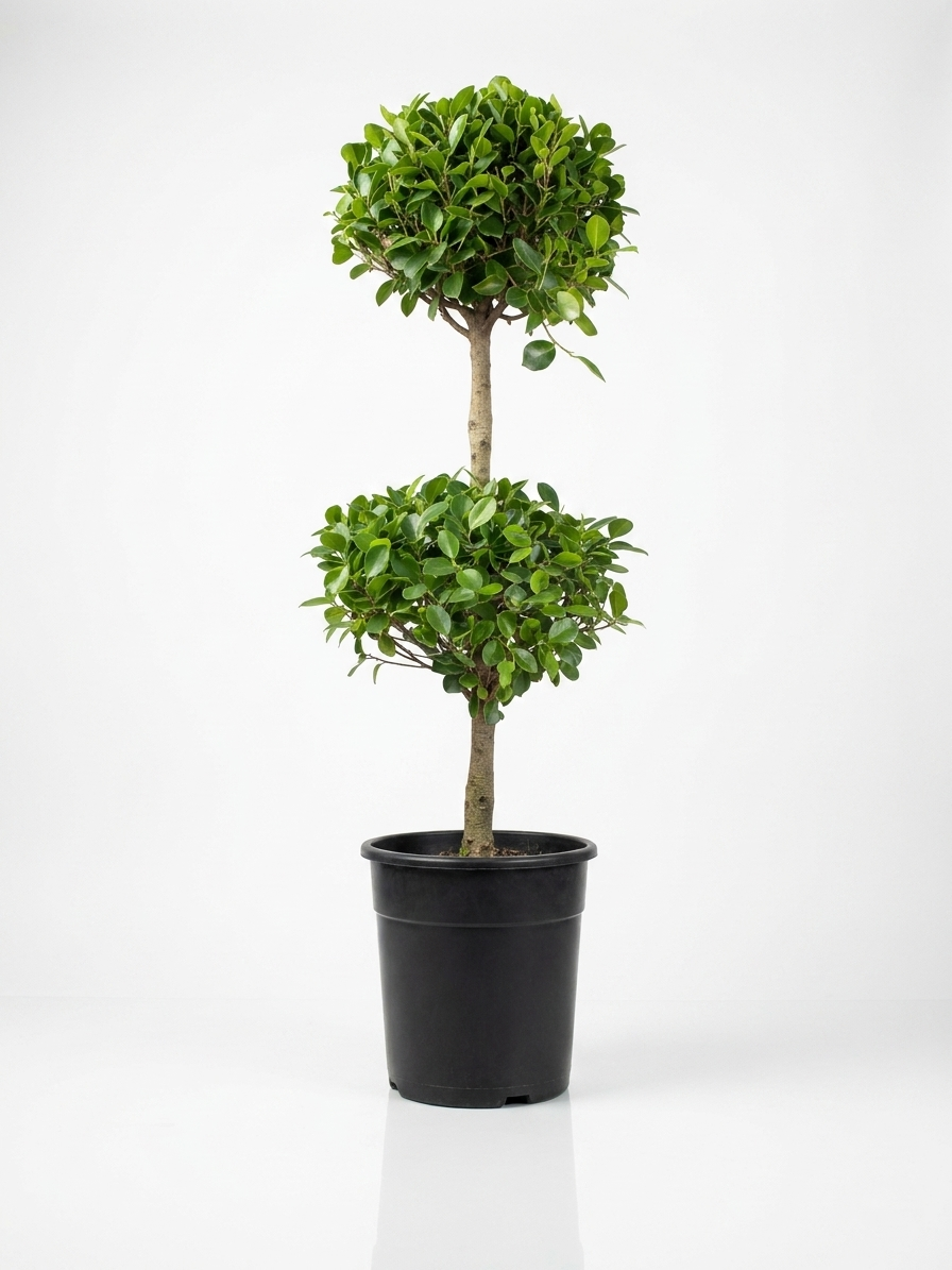 Ficus Panda Ficus Panda (Two Head)