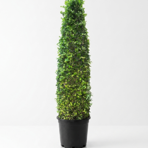 Ehretia microphylla cone shape
