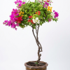 Multi color Grafted Bougainvillea