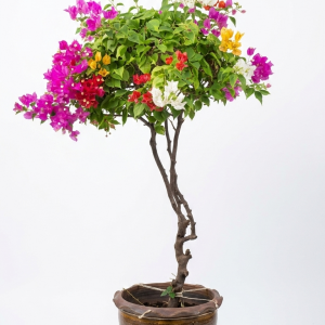 Multi color Grafted Bougainvillea