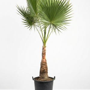 Washingtonia robusta palm