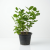 Jasminum sambac Arabian Jasmine